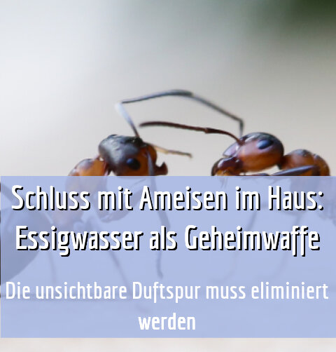 Die unsichtbare Duftspur muss eliminiert werden