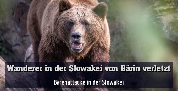 Bärenattacke in der Slowakei