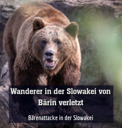 Bärenattacke in der Slowakei