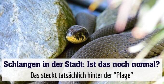 Das steckt tatsächlich hinter der "Plage"