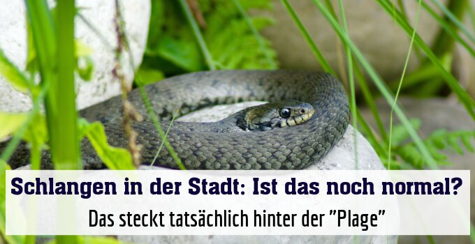 Das steckt tatsächlich hinter der "Plage"