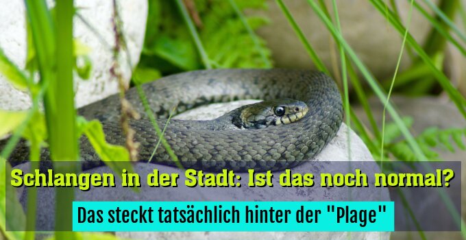 Das steckt tatsächlich hinter der "Plage"