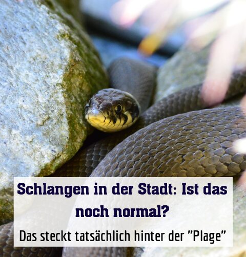 Das steckt tatsächlich hinter der "Plage"