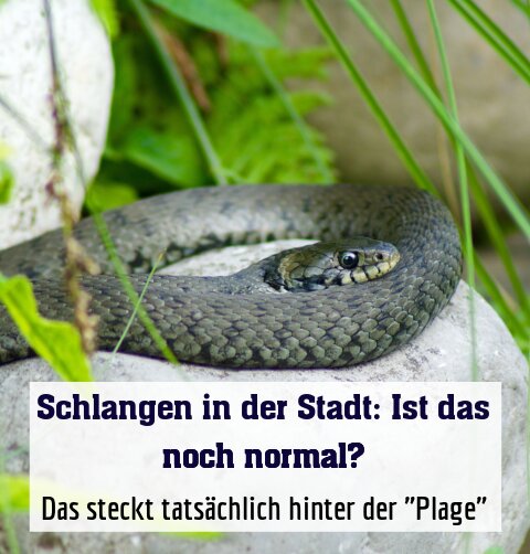 Das steckt tatsächlich hinter der "Plage"