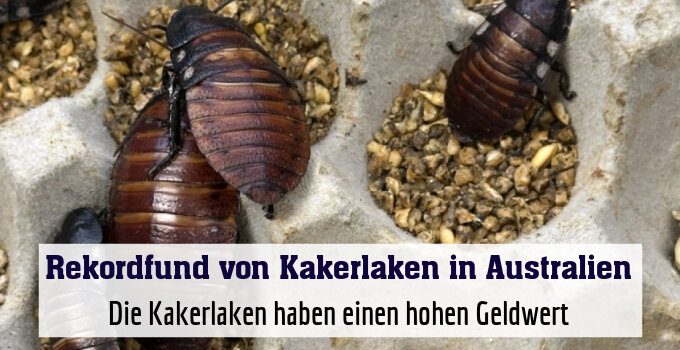 Die Kakerlaken haben einen hohen Geldwert