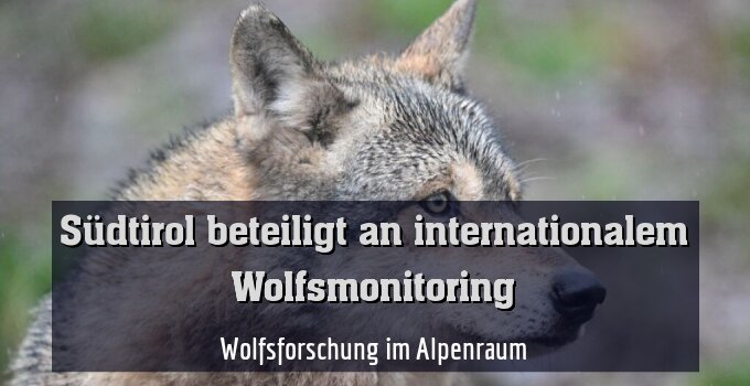 Wolfsforschung im Alpenraum