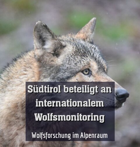 Wolfsforschung im Alpenraum