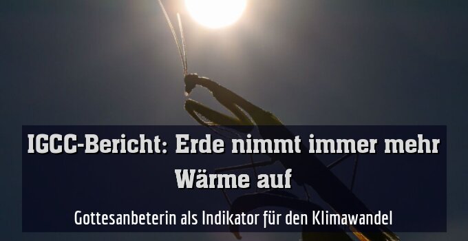 Gottesanbeterin als Indikator für den Klimawandel