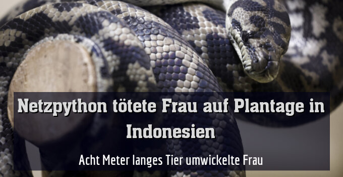 Acht Meter langes Tier umwickelte Frau