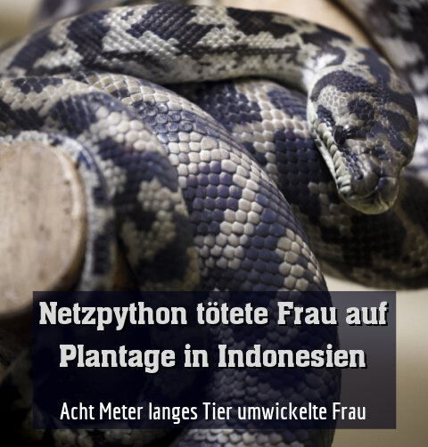 Acht Meter langes Tier umwickelte Frau