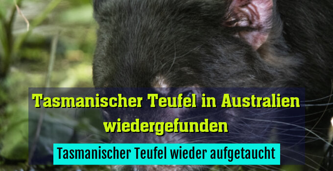 Tasmanischer Teufel wieder aufgetaucht