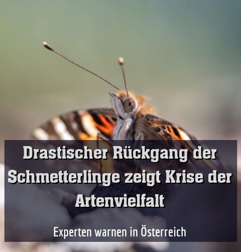 Experten warnen in Österreich
