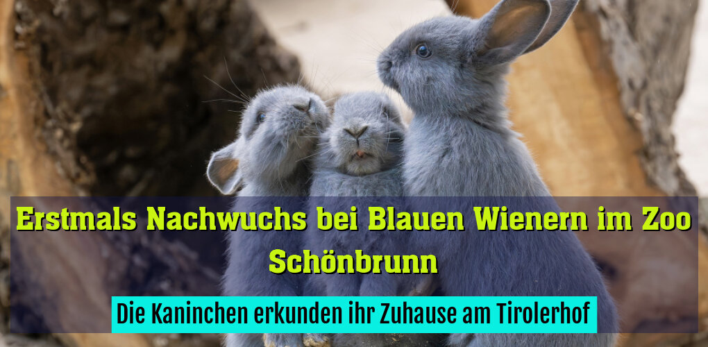 Die Kaninchen erkunden ihr Zuhause am Tirolerhof