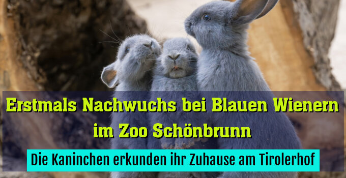 Die Kaninchen erkunden ihr Zuhause am Tirolerhof