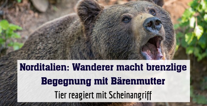 Tier reagiert mit Scheinangriff