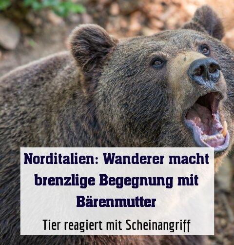 Tier reagiert mit Scheinangriff