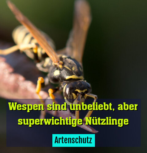 Artenschutz
