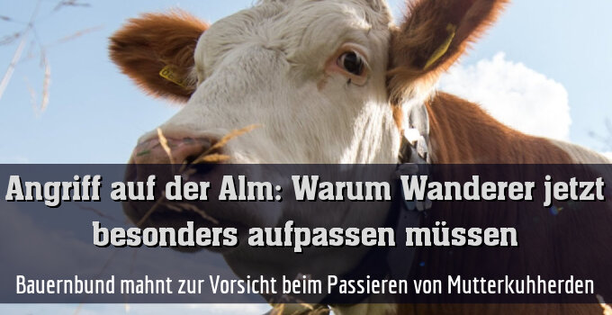 Bauernbund mahnt zur Vorsicht beim Passieren von Mutterkuhherden