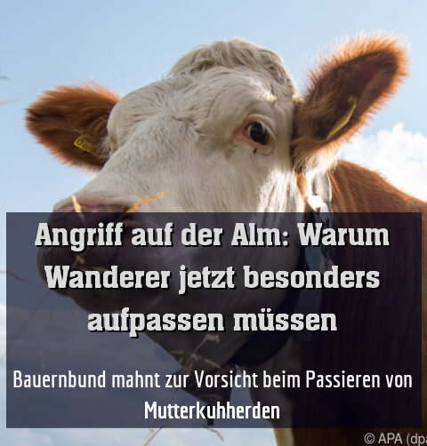 Bauernbund mahnt zur Vorsicht beim Passieren von Mutterkuhherden