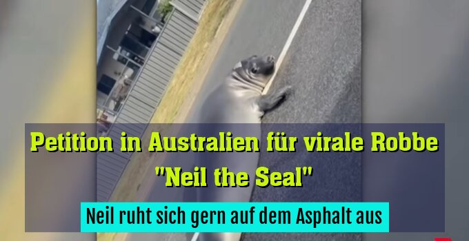 Neil ruht sich gern auf dem Asphalt aus