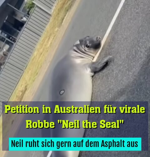 Neil ruht sich gern auf dem Asphalt aus