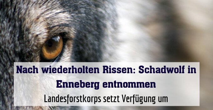 Landesforstkorps setzt Verfügung um