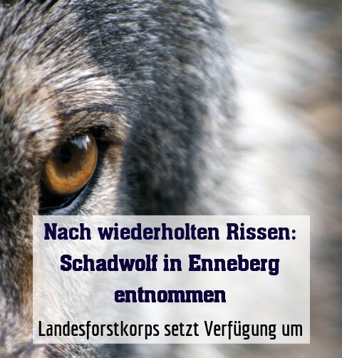 Landesforstkorps setzt Verfügung um