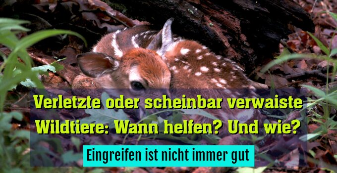 Eingreifen ist nicht immer gut