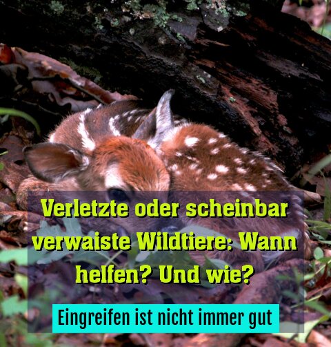 Eingreifen ist nicht immer gut
