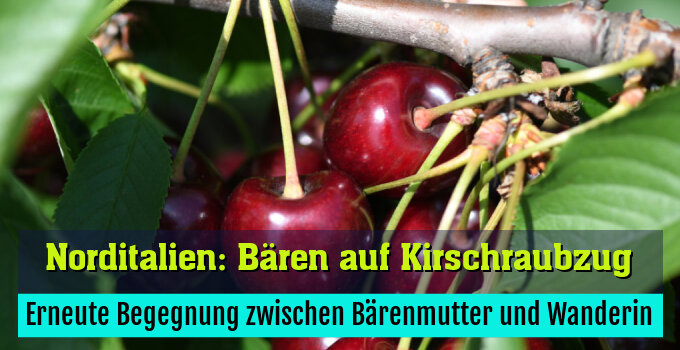 Erneute Begegnung zwischen Bärenmutter und Wanderin