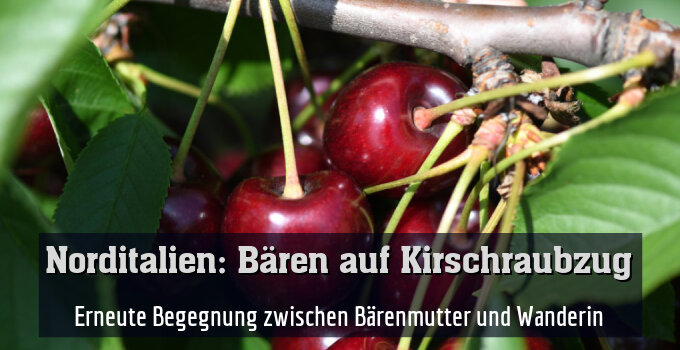 Erneute Begegnung zwischen Bärenmutter und Wanderin