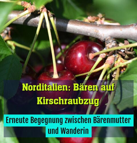 Erneute Begegnung zwischen Bärenmutter und Wanderin