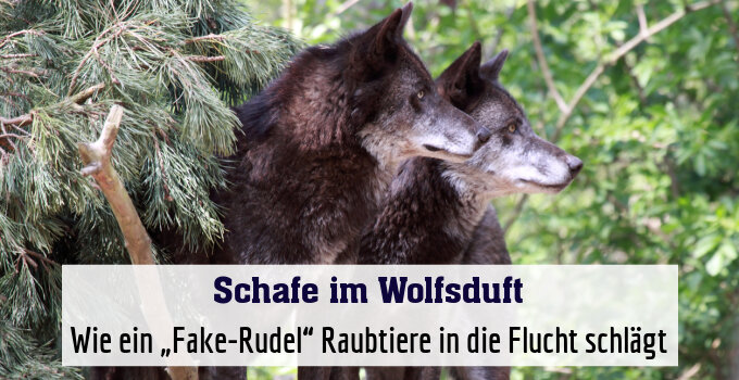 Wie ein „Fake-Rudel“ Raubtiere in die Flucht schlägt