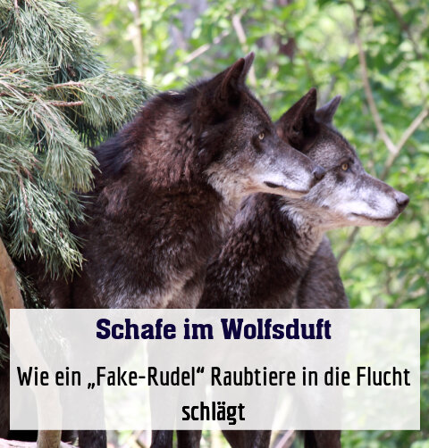 Wie ein „Fake-Rudel“ Raubtiere in die Flucht schlägt