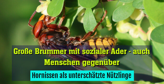 Hornissen als unterschätzte Nützlinge