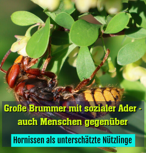 Hornissen als unterschätzte Nützlinge