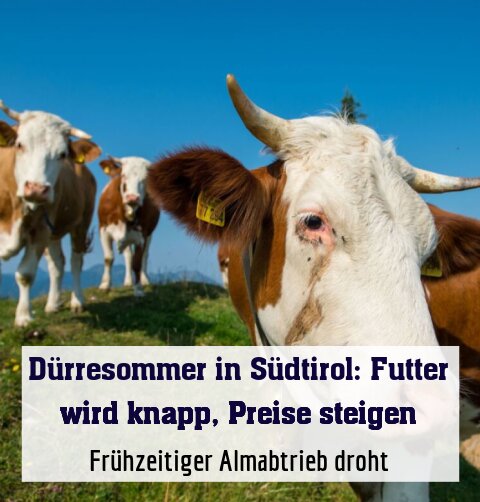 Frühzeitiger Almabtrieb droht