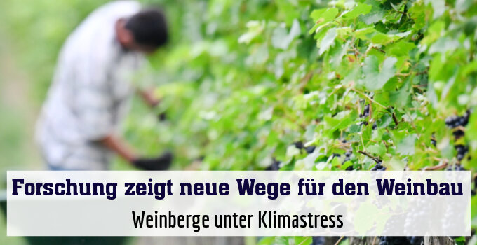 Weinberge unter Klimastress