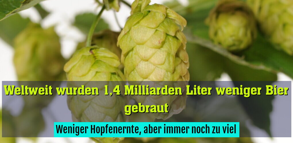 Weniger Hopfenernte, aber immer noch zu viel