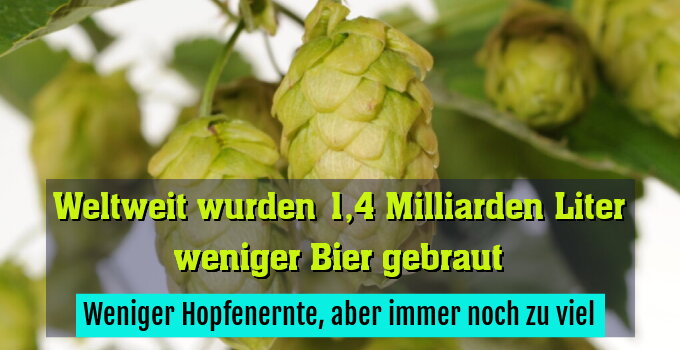 Weniger Hopfenernte, aber immer noch zu viel