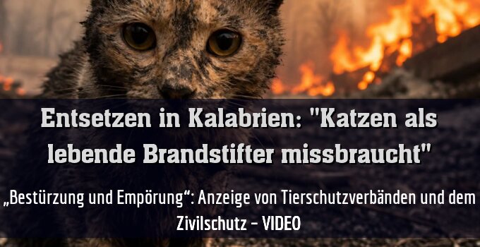 „Bestürzung und Empörung“: Anzeige von Tierschutzverbänden und dem Zivilschutz – VIDEO
