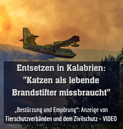 „Bestürzung und Empörung“: Anzeige von Tierschutzverbänden und dem Zivilschutz – VIDEO