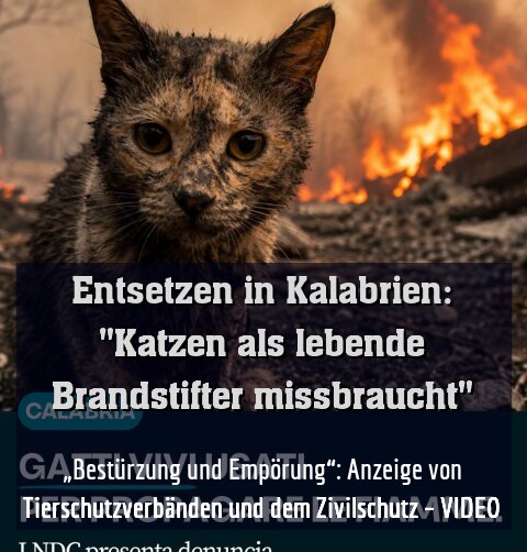 „Bestürzung und Empörung“: Anzeige von Tierschutzverbänden und dem Zivilschutz – VIDEO
