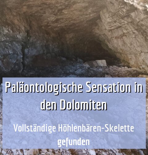 Vollständige Höhlenbären-Skelette gefunden