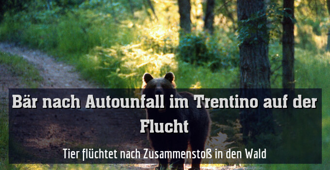 Tier flüchtet nach Zusammenstoß in den Wald
