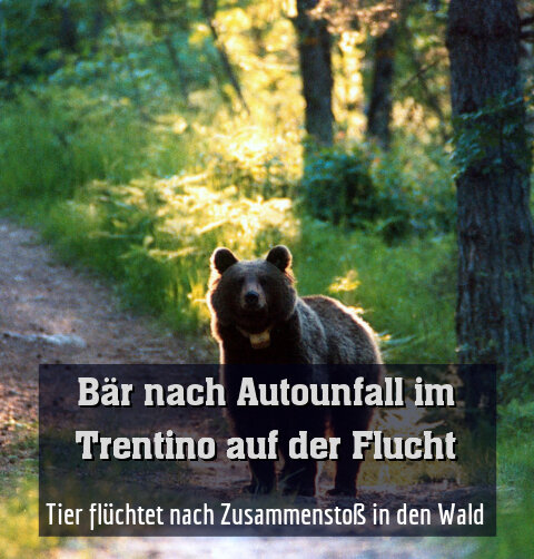 Tier flüchtet nach Zusammenstoß in den Wald
