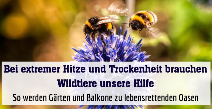 So werden Gärten und Balkone zu lebensrettenden Oasen