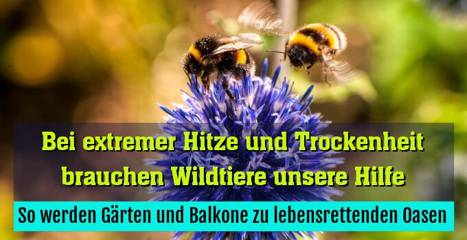 So werden Gärten und Balkone zu lebensrettenden Oasen