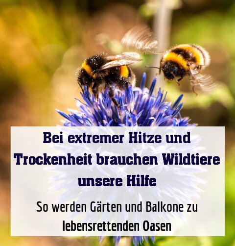 So werden Gärten und Balkone zu lebensrettenden Oasen