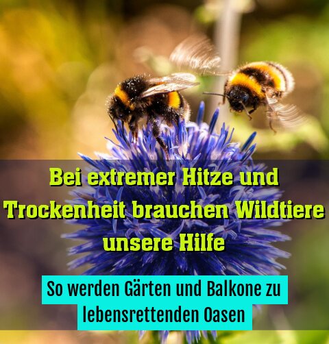 So werden Gärten und Balkone zu lebensrettenden Oasen